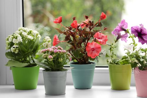 סוגי פרחים לגינה ולבית